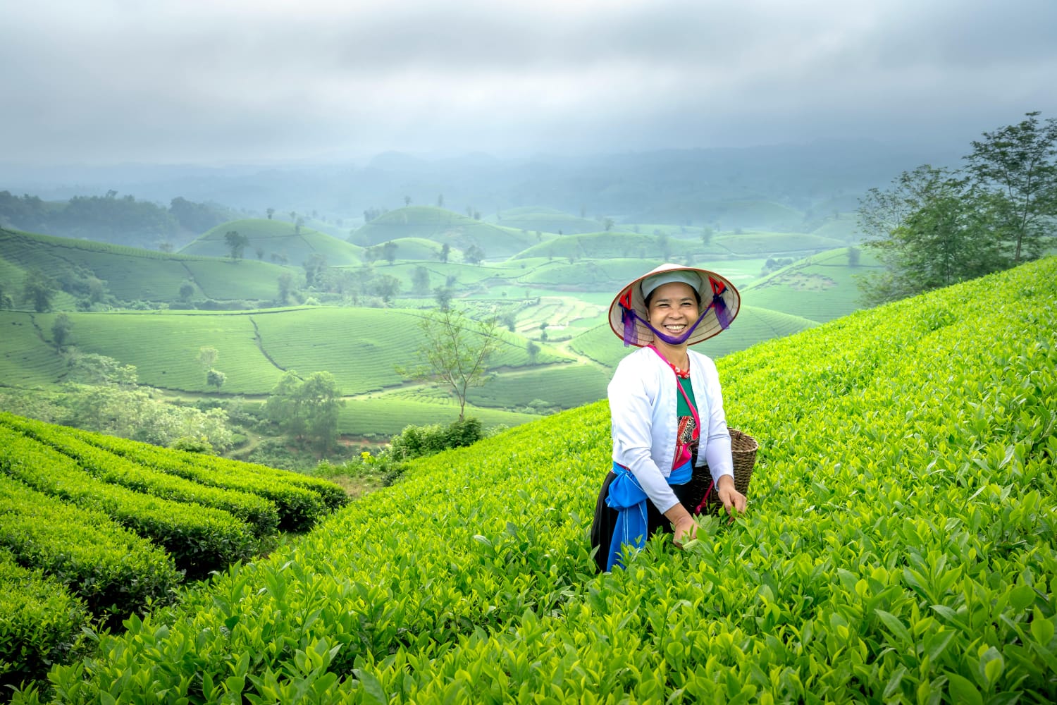 labour in tea plantation labour in tea plantation
